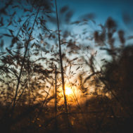 suplik_020