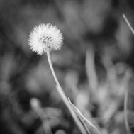 suplik_046